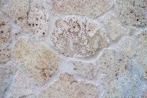 Coral wall close up